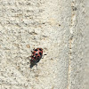 Spotted lady beetle