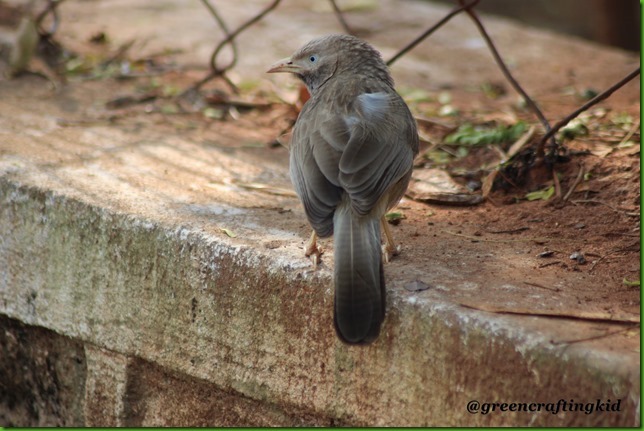 Jungle babbler