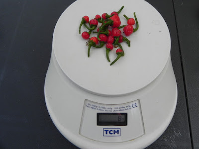 DSCN0932.JPG