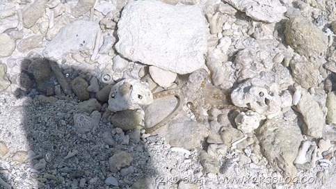 Mini polpo - Rangiroa