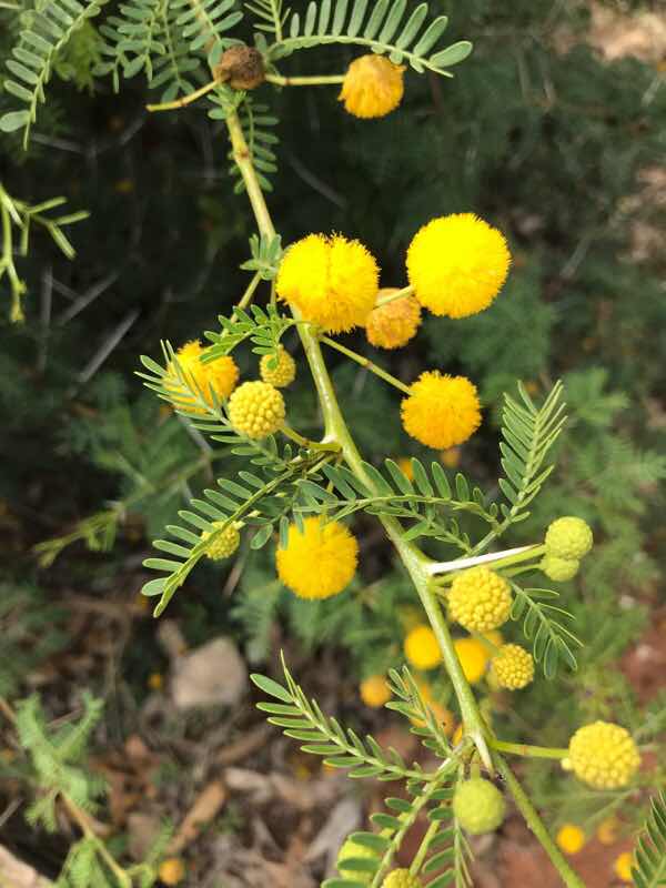 elinunte - flowering acacia