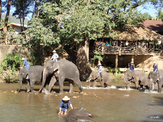 Maetaman Elephant Camp & Bamboo Rafting