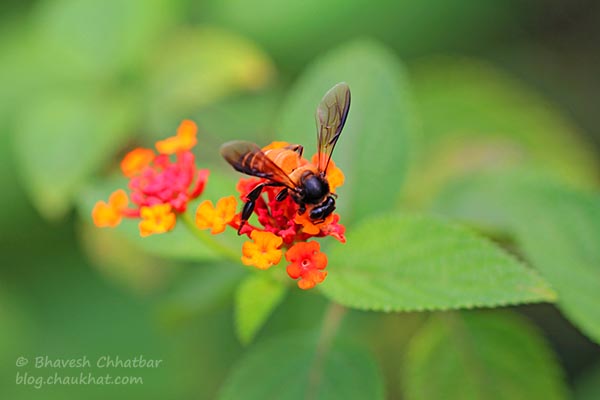 Macro photo of a honeybee on tiny nectar-filled flowers