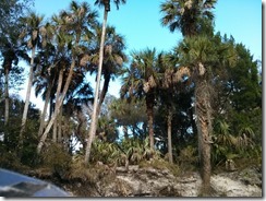 Palms by the river