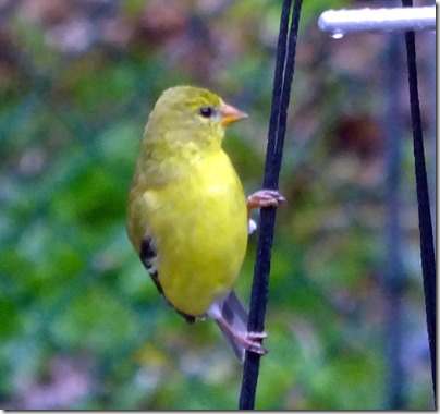 finch