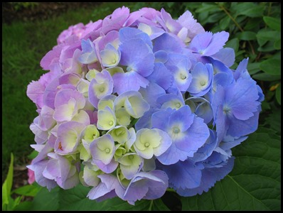 Hydrangea7