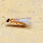 Cuming's Fig Parasitic Wasp