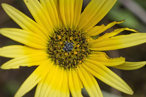 Arctotheca calendula