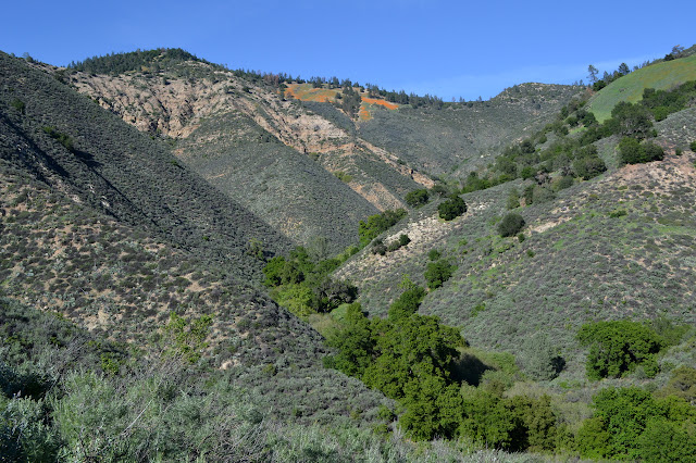 colorful rocks and another patch of poppies