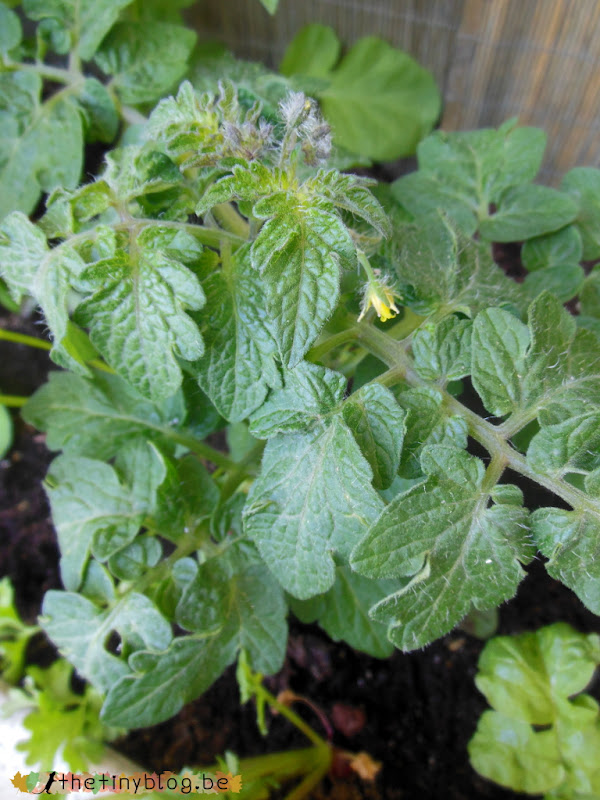 My balcony urban vegetable garden June 2015 in Brussels