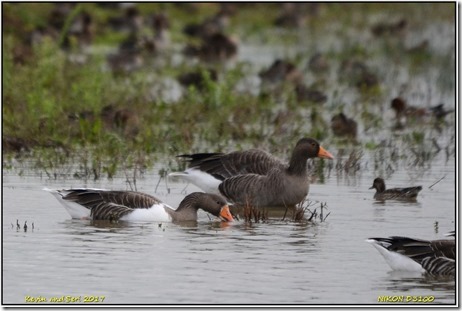 Slimbridge WWT - October