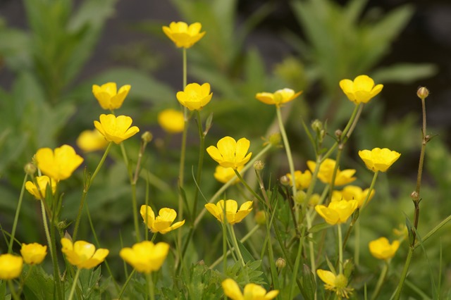 Spring in Norfolk wild flowers countryside