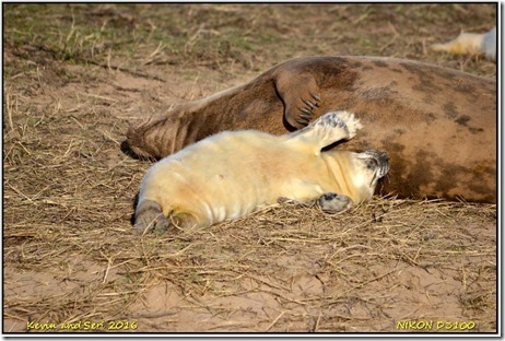 Donna Nook - November