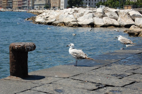 sentinella di Giovannino