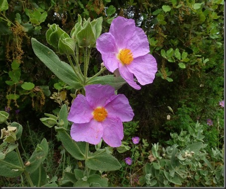 P1100085-Cistus albidusX