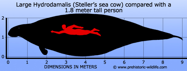 파일:external/www.prehistoric-wildlife.com/hydrodamalis-stellers-sea-cow-size.jpg