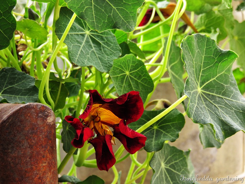 nasturtium bordeaux