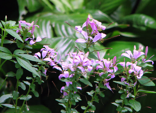 salvia guaranitica opiate receptors