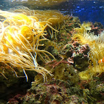 little nemo at the Shinagawa Aquarium in Shinagawa, Japan 