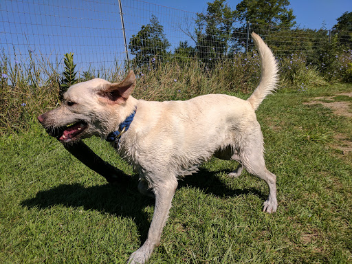 Dog Park «Beck Lake Off-Leash Dog Area», reviews and photos, 9700 Gloria Ct, Glenview, IL 60025, USA