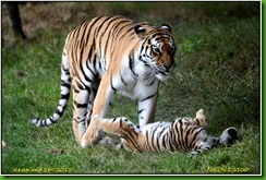 Yorkshire Wildlife Park - August