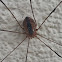 Striped harvestman