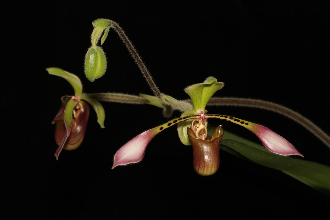 Paphiopedilum lowii IMG_6302