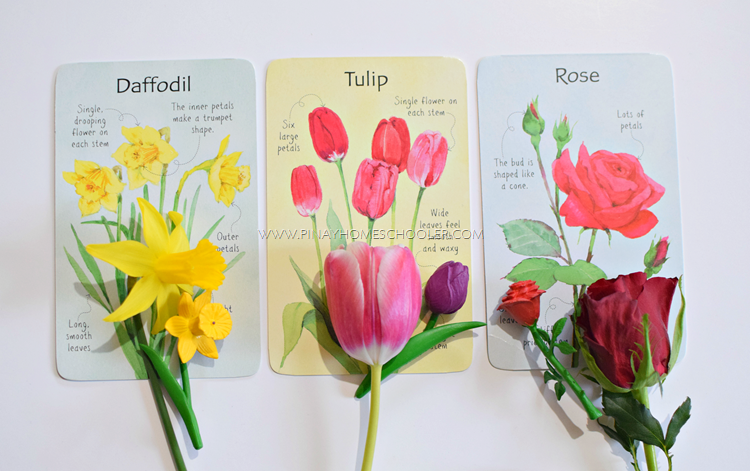 Hands-On Learning on Common Flowers