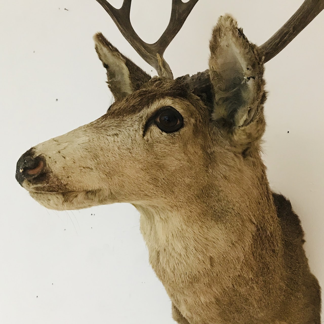 Vintage Deer Taxidermy Specimen