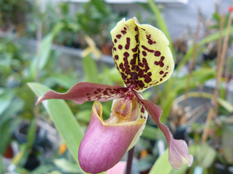 Paphiopedilum henryanum P1050391