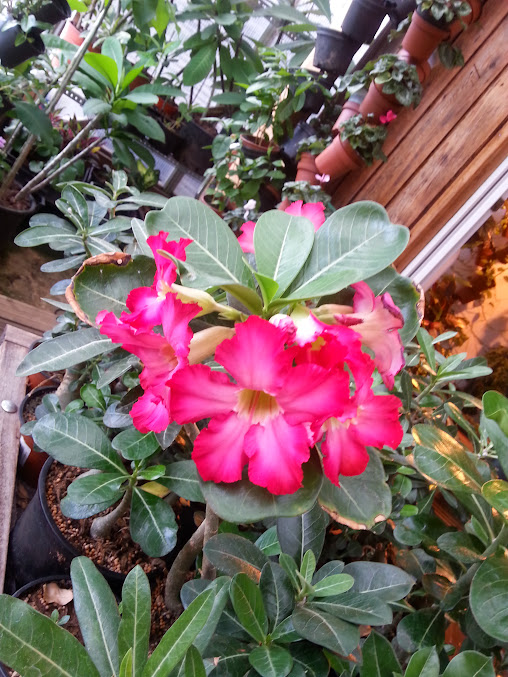 semi d adenium et plumeria sur laine de roche - Page 4 20140630_162033