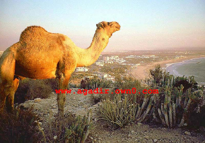 الجمال و قصبة اكادير اوفلا Morocco_Agadir_Camel