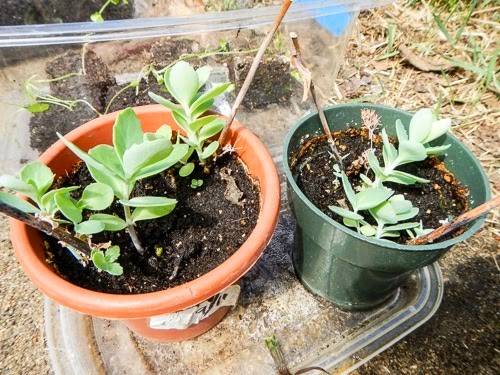 sedum seedlings