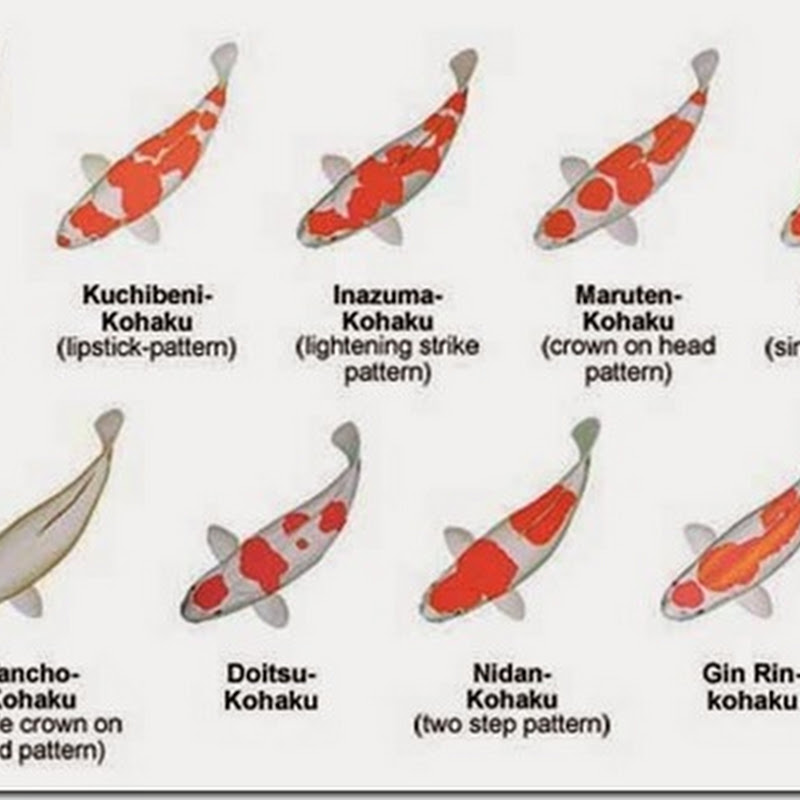 Các loại cá chép koi - cách phân biệt tên gọi các loại cá koi