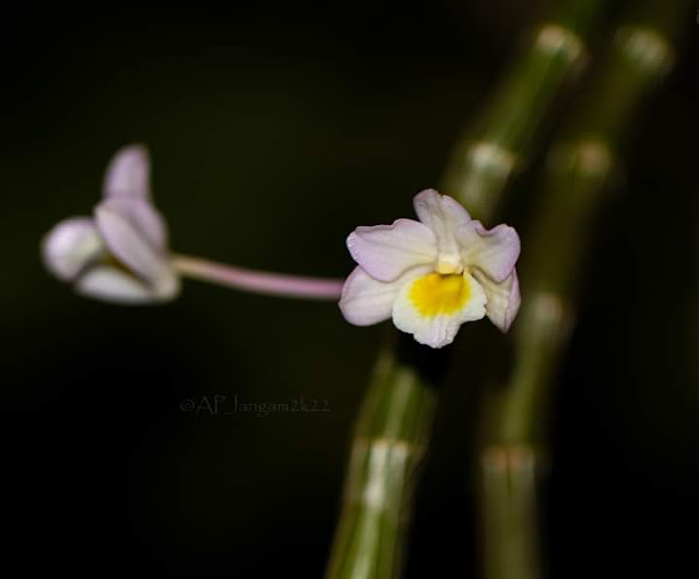 Dendrobium lawianum Orchidaceae Kolhapur,Maharashtra India