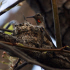 Anna's Hummingbird