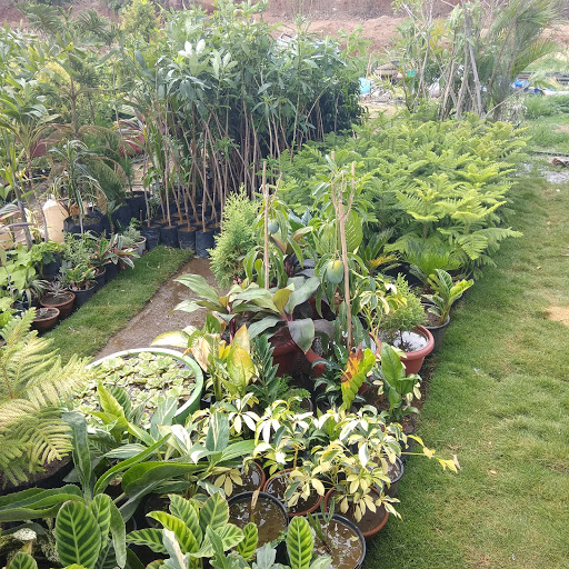 Dongre Nursery, Pathadhana, Chandangaon, Chhindwara, Madhya Pradesh 480001, India, Garden, state MP