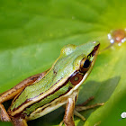 Green paddy frog, red-eared frog