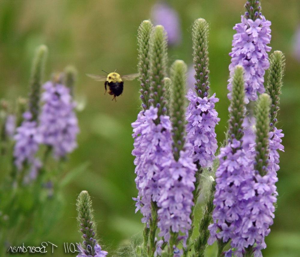 Tags: bee, purple, summer,