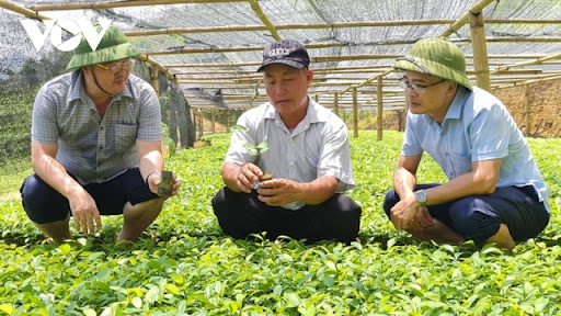 Trồng “cây vàng”, thanh niên người Mông trở thành tỷ phú - Ảnh 1.