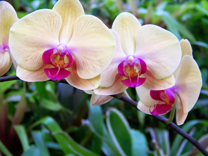 Orchids, Phipps Conservatory and Botanical Gardens, Pittsburgh