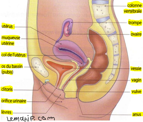 hysterosalpingography preparation,genetic testing female infertility,fl hysterosalpingography,xr hysterosalpingography,best female fertility test,camp lejeune infertility,female fertility clinic,women's infertility clinic,women's fertility clinic,fertility clinic for women