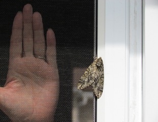 1607044 July 16 Hand Comparison Of Waved Sphinx Moth