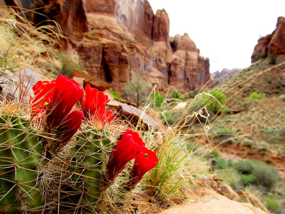 Claret Cup Cactus (Echinocereus triglochidiatus)