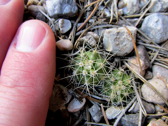 Tiny claret cup cactus