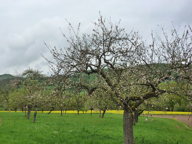 ALSACIA, o  COMO  VIAJAR POR UN MUNDO DE CUENTO, HISTORIA Y LEYENDA - Blogs de Francia - NORTE DE ALSACIA. Linea Maginot, Hoffen, Wissembourg, Castillo Fleckensteim (17)