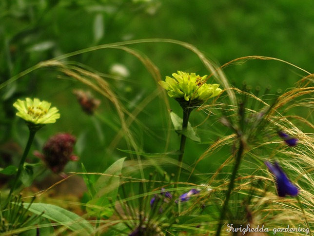 zinnia border