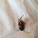 American Cockroach nymph