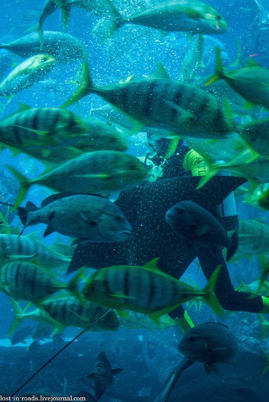 Дубаи, декабрь 2013: Global Village, Аквариум, Miracle Garden Дубаи, декабрь 2013: Global Village, Аквариум, Miracle Garden