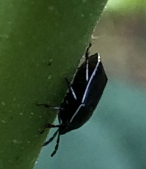 White Margined Burrower Bug